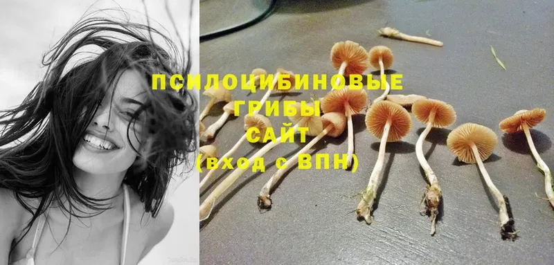 где купить наркоту  Верхняя Тура  Псилоцибиновые грибы Psilocybine cubensis 